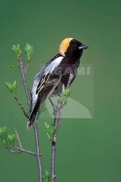 Adult male breeding
Hennepin Co., MN
June 2003 stock-image by Agami/Brian E Small,