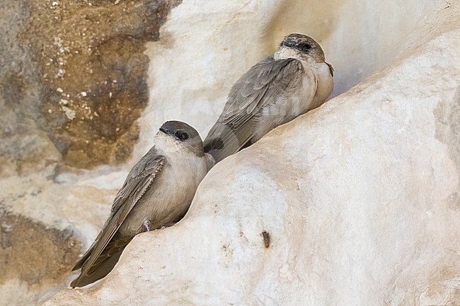 Pale Crag Martin (Ptyonoprogne obsoleta arabica), two individuals perched on a rock on Oman stock-image by Agami/Saverio Gatto,
