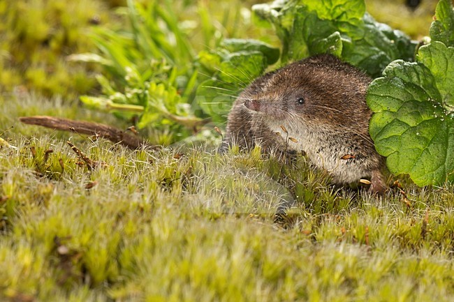 Dwergspitsmuis foeragerend in de vegetatie, Pygmy Shrew foeraging in the vegetation stock-image by Agami/Theo Douma,
