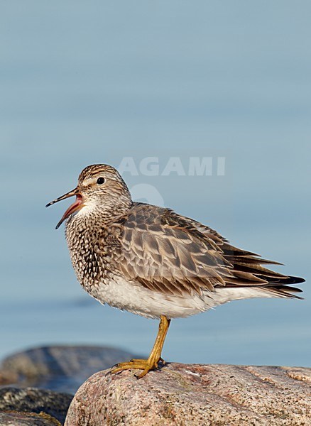 Gestreepte strandloper op een rots, Pectoral Sandpiper on a rock stock-image by Agami/Markus Varesvuo,