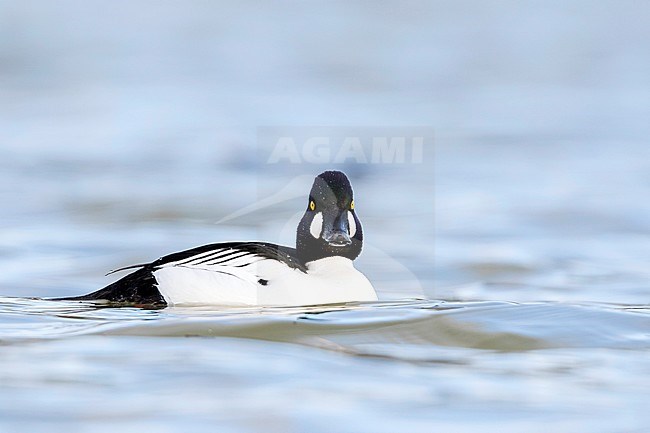 Male Common Goldeneye (Bucephala clangula clangula), Germany, adult male looking straight into the camera. stock-image by Agami/Ralph Martin,