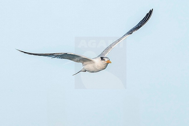 stock-image by Agami/Marcel Burkhardt,