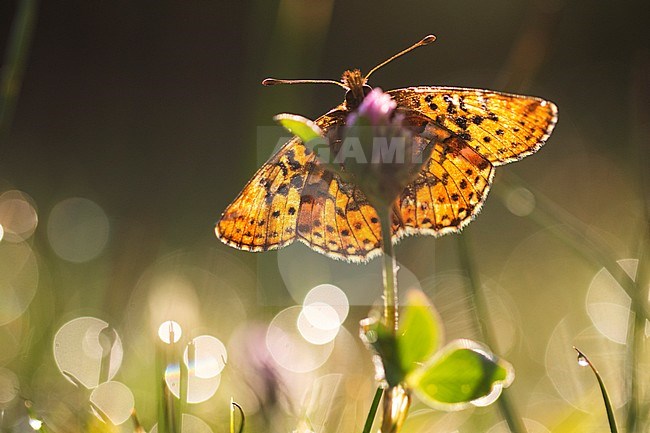 Cranberry Fritillary, Cranberry Fritillary stock-image by Agami/Wil Leurs,