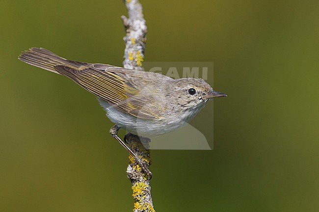 Bergfluiter, Western Bonelli's Warbler, Phylloscopus bonelli stock-image by Agami/Daniele Occhiato,