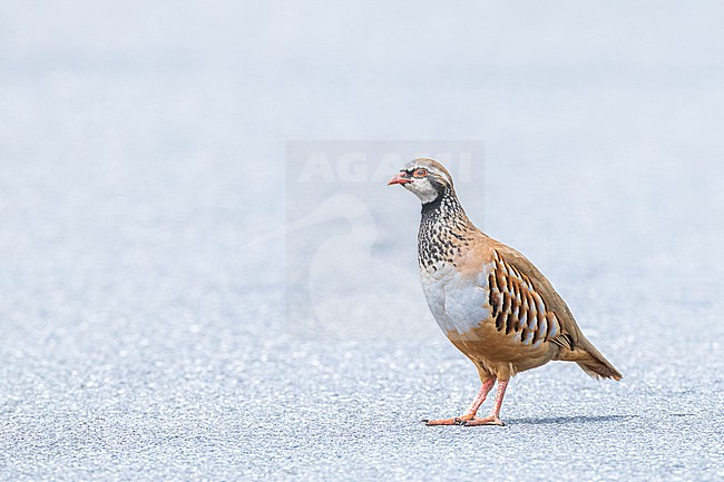 Red-legged Partridge, Alectoris rufa on the road stock-image by Agami/Menno van Duijn,