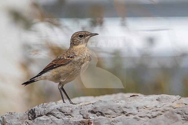 Northern Wheatear; Oenanthe oenanthe stock-image by Agami/Daniele Occhiato,