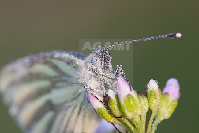 Klein geaderd witje, Green-veined White stock-image by Agami/Theo Douma,