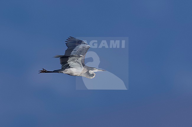 Immature Black-headed Heron (Ardea melanocephala) flying over Mindelo sewage ponds, Mindelo, Sao Vicente, Cape Verde. stock-image by Agami/Vincent Legrand,