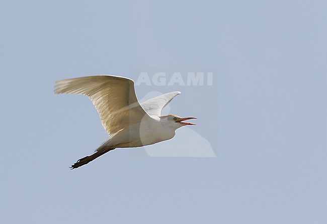Koereiger, Cattle Egret, Bubulcus ibis stock-image by Agami/James Eaton,