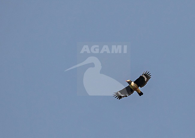 Red-billed Helmetshrike (Prionops caniceps) in Ghana. stock-image by Agami/Pete Morris,