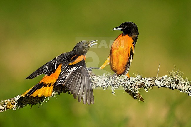 Two fighting males Baltimore Oriole (Icterus galbula) during spring migration at Galveston County, Texas, United States. Perched on a branch. stock-image by Agami/Brian E Small,