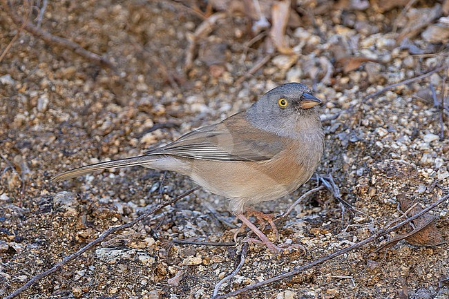 Baird's Junco (Junco bairdi) in high mountains of Baja California, Northwest Mexico. stock-image by Agami/Pete Morris,