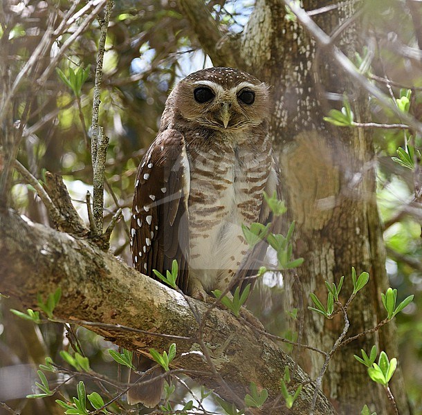 The White-browed Hawk-Owl (Athene superciliaris) is an endemic of Madagascar. It lives in dry wooded areas in the south. stock-image by Agami/Eduard Sangster,