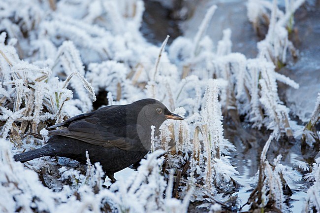 Merel in de winter; European Blackbird in winter stock-image by Agami/Markus Varesvuo,