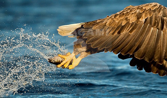 Zeearend met prooi; White-tailed Eagle with prey stock-image by Agami/Jari Peltomäki,