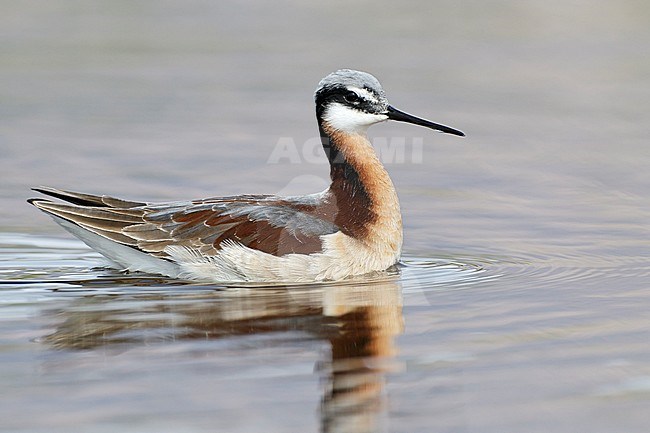 Adult female breeding 
Cochise Co., AZ
May 2011 stock-image by Agami/Brian E Small,