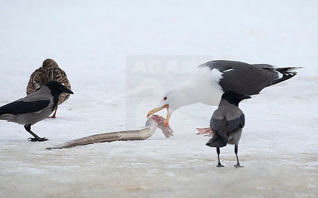 Great Black-backed Gull (Larus marinus), adult eating an Eel on Icy lake with Hooded Crows at Copenhagen, Denmark stock-image by Agami/Helge Sorensen,