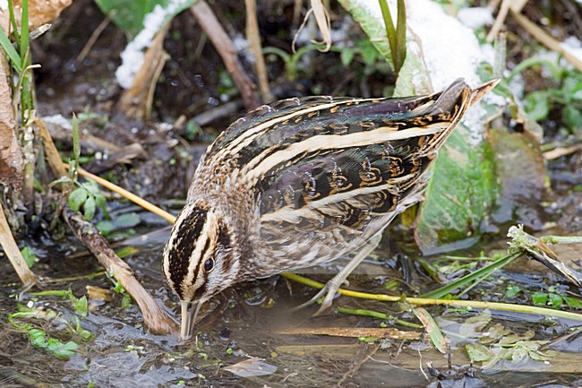 Jack Snipe foraging in small stream during frost period; Bokje foeragerend in sloot tijdens vorstperiode stock-image by Agami/Marc Guyt,