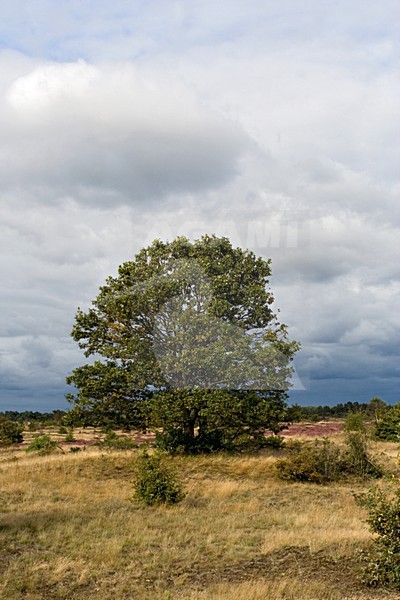Natuurgebied Kootwijkerzand, Nature reserve Kootwijkerzand stock-image by Agami/Marc Guyt,