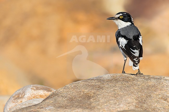 White-tailed Shrike (Lanioturdus torquatus), also knows as Ground Batis, standing on a rock in Angola. stock-image by Agami/Dubi Shapiro,