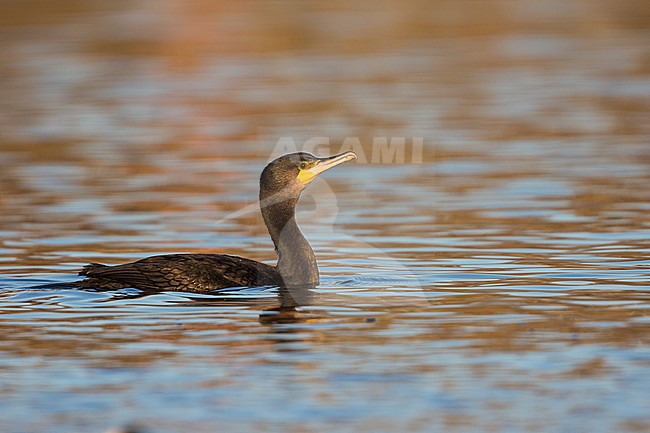 Common Great Cormorant - Kormoran - Phalacrocorax carbo ssp. sinensis, Germany stock-image by Agami/Ralph Martin,
