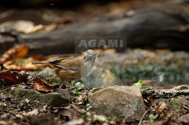 Abbott's Babbler (Malacocincla abbotti) at Kaeng Krachan National Park, Thailand stock-image by Agami/Helge Sorensen,