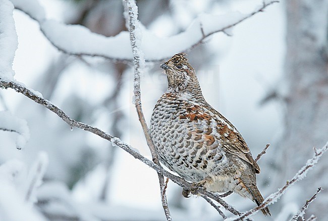 Hazelhoen foeragerend in de sneeuw, Hazel Grouse foraging in the snow stock-image by Agami/Markus Varesvuo,