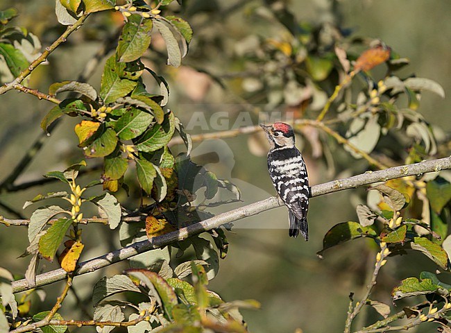 Male Lesser Spotted Woodpecker (Dryobates minor) sitting on a branche of a tree showing red crown, barred back and upperside stock-image by Agami/Ran Schols,
