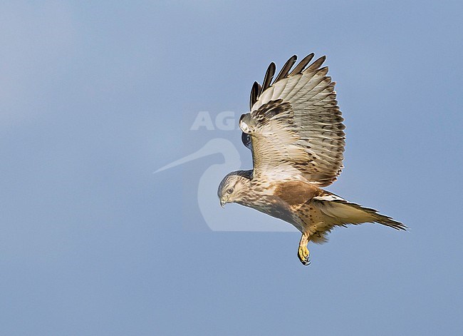 Hovering Rough-legged Buzzard, Buteo lagopus) in mid-air at Ouwerkerk in the Netherlands. stock-image by Agami/Kris de Rouck,