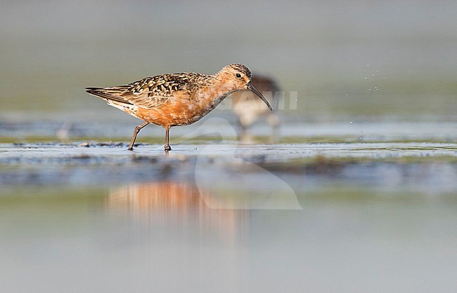 Curlew Sandpiper - Sichelstrandläufer - Calidris ferruginea, Germany, adult breeding plumage stock-image by Agami/Ralph Martin,