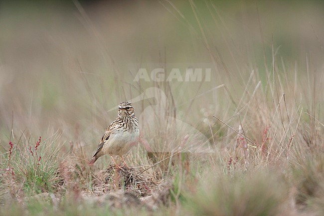 Woodlark (Lullula arborea ssp. arborea); Germany, adult stock-image by Agami/Ralph Martin,