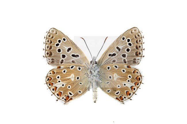 Adonis Blue, Adonisblauwtje, Lysandra bellargus stock-image by Agami/Wil Leurs,