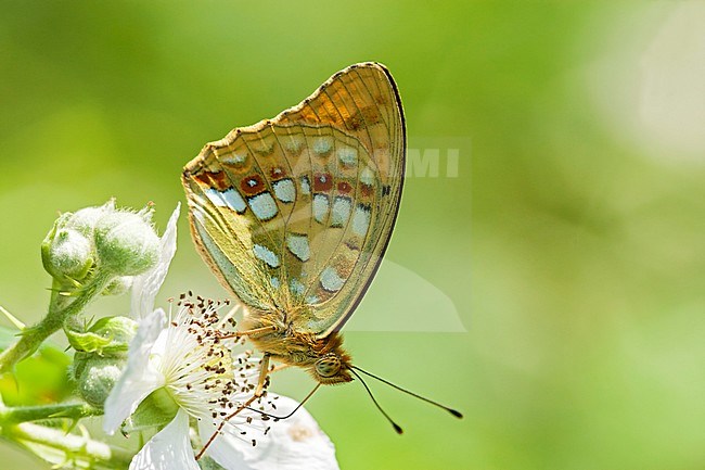 Bosrandparelmoervlinder / High brown Fritillary (Argynnis adippe) stock-image by Agami/Wil Leurs,