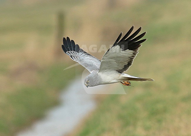 Male Hen Harrier hunting for mice in the side of a smal canal in a Dutch polder. stock-image by Agami/Renate Visscher,