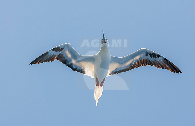 Red-footed booby, Sula sula sula, in the southern atlantic ocean. stock-image by Agami/Marc Guyt,