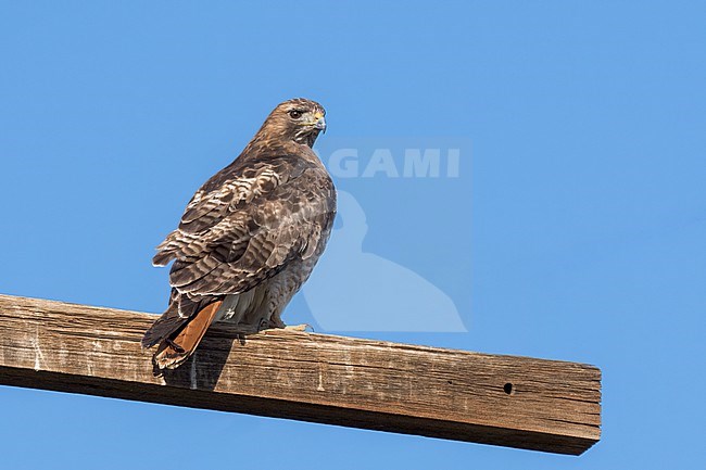 Adult
Los Angeles Co., CA
February 2023 stock-image by Agami/Brian E Small,
