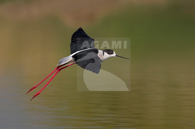 Volwassen mannetje Steltkluut; Adult male Black-winged Stilt stock-image by Agami/Daniele Occhiato,