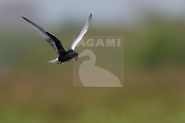 White-winged Tern - Weissflügel-Seeschwalbe - Chlidonias leucopterus, Poland, adult stock-image by Agami/Ralph Martin,