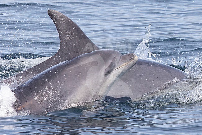 Two Bottlenose dolphins (Tursiops truncatus) on the surface, side by side, against the sea as background, in Brittany, France. stock-image by Agami/Sylvain Reyt,