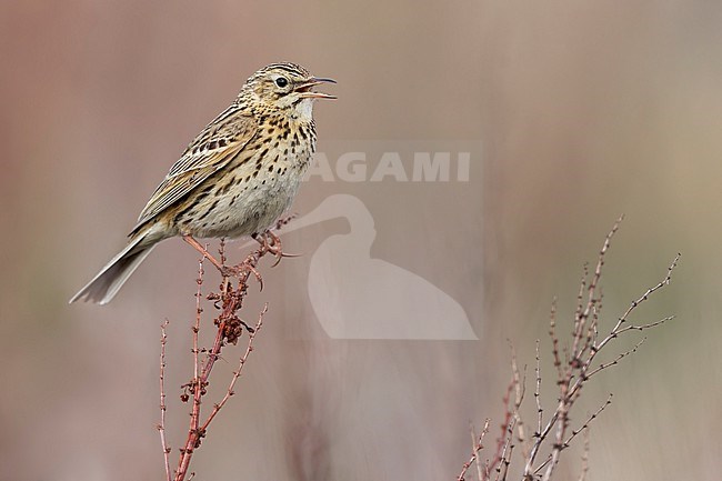 Correndera Pipit (Anthus correndera) Perched on top of branch in Argentina stock-image by Agami/Dubi Shapiro,