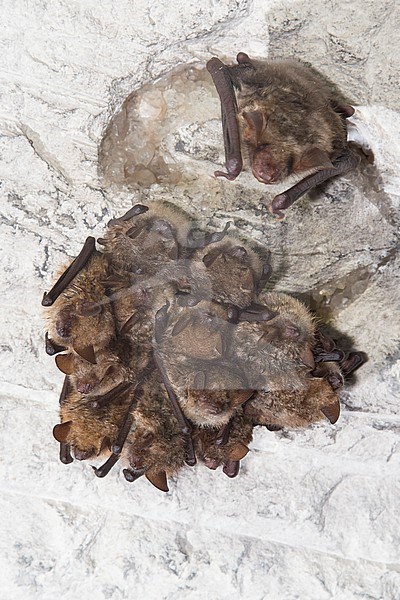 Geoffroy's bats in hibernation, with single Greater Mouse-eared bat stock-image by Agami/Theo Douma,