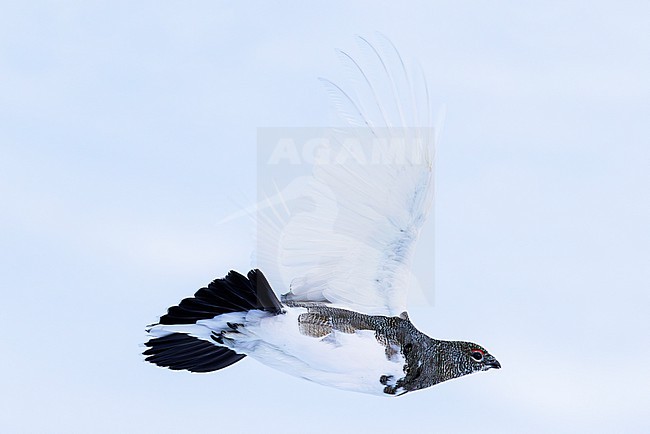 rock ptarmigan (lagopus muta) of subspecies helvetica in flight in eclipse plumage from grey autumn plumage into white winter plumage, foun in Karwendel Mountains in Bavarian Alps in Germany stock-image by Agami/Mathias Putze,
