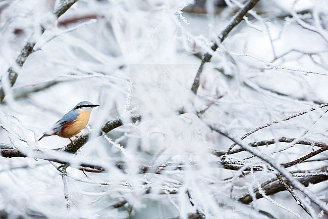 European Nuthatch (Sitta europaea caesia) in Germany. Sitting in frost covered tree. stock-image by Agami/Ralph Martin,