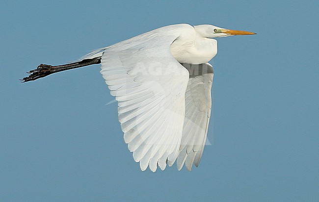 Great Egret (Ardea alba), adult in flight, seen from the side, showing upperwing. stock-image by Agami/Fred Visscher,