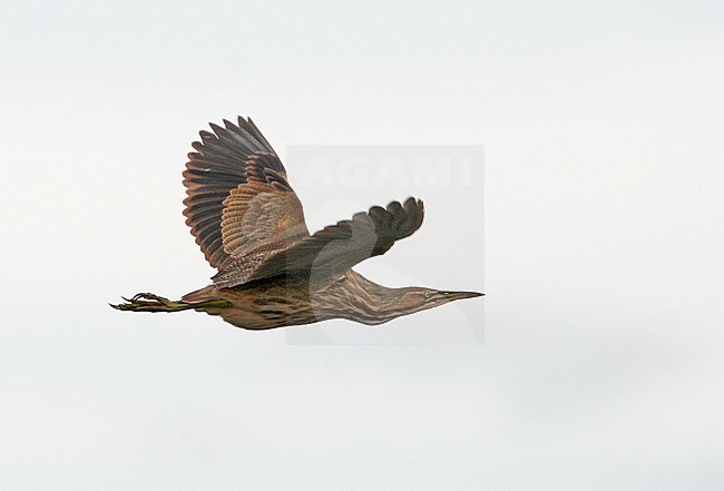 Second-year American Bittern (Botaurus lentiginosus) in flight at Cape May, New Jersey, USA. stock-image by Agami/Helge Sorensen,