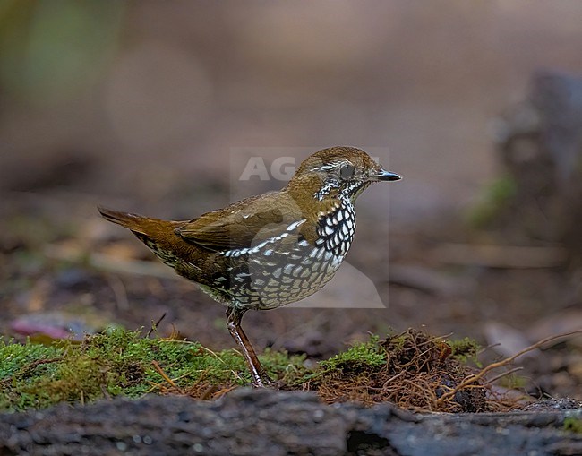Schwartz's Antthrush (Chamaeza turdina) walking on the ground in Colombia. stock-image by Agami/Dustin Chen,