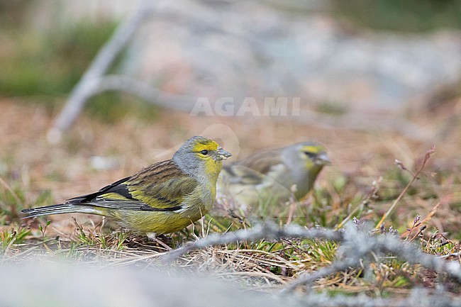 Adult male Corsican Finch (Carduelis corsicana) in France (Corsica). stock-image by Agami/Ralph Martin,