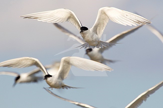 Grote Stern groep vliegend; Sandwich Tern group flying stock-image by Agami/Harvey van Diek,