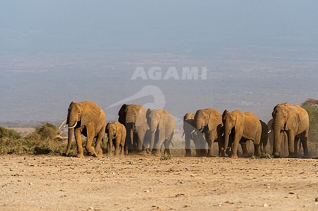 Herd of African elephants, Loxodonta africana, walking in the plains of Amboseli National Park. Amboseli National Park, Kenya, Africa. stock-image by Agami/Sergio Pitamitz,