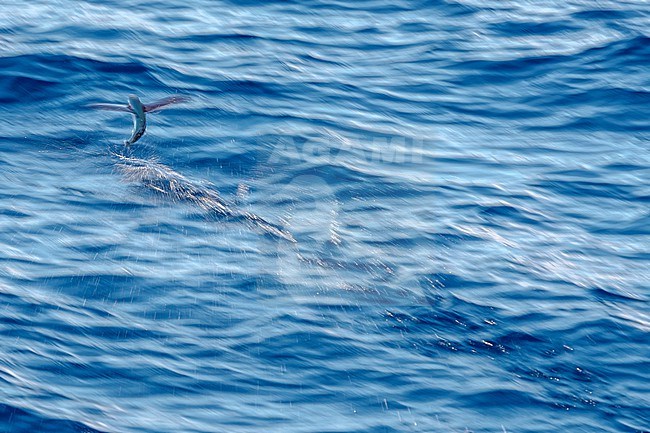 Flyingfish (Exocoetidae sp.) in flight with slow shutterspeed over the atlantic ocean. Waters between St. Helena and Ascension Islands.

 stock-image by Agami/Rafael Armada,